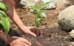 rehabilitasi hutan dan lahan kritis