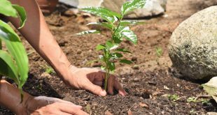 rehabilitasi hutan dan lahan kritis